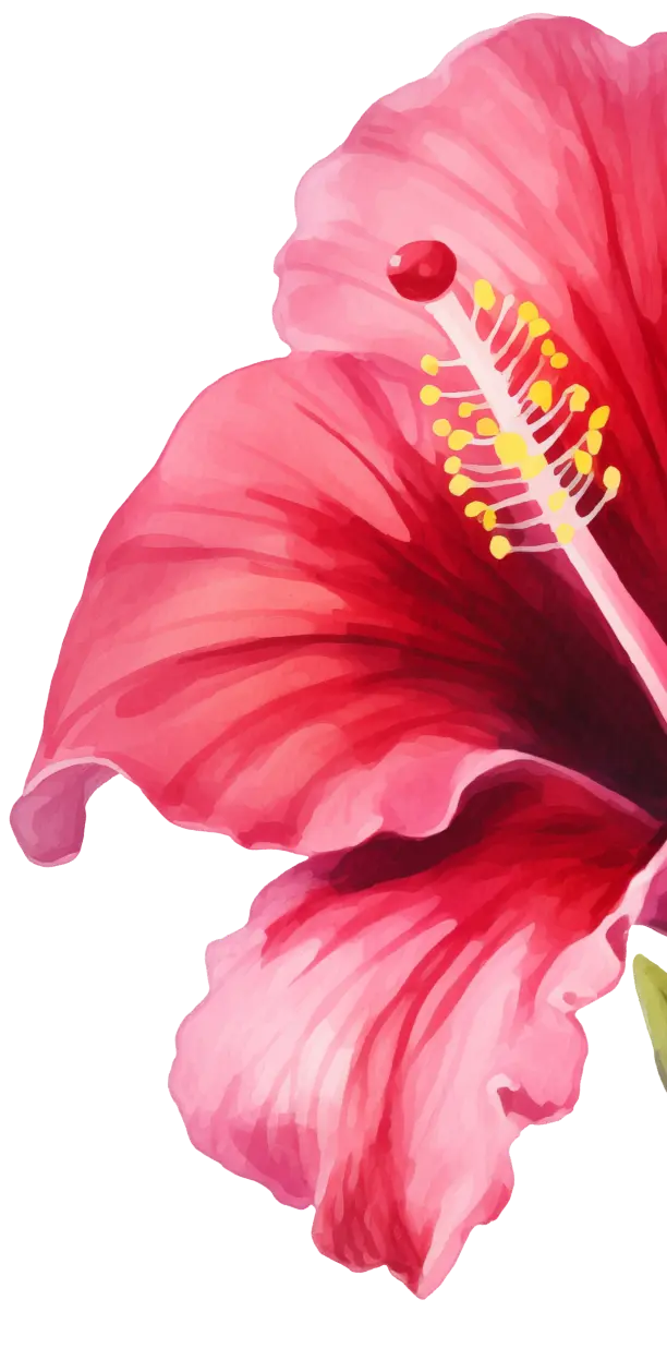 Hibiscus Image
