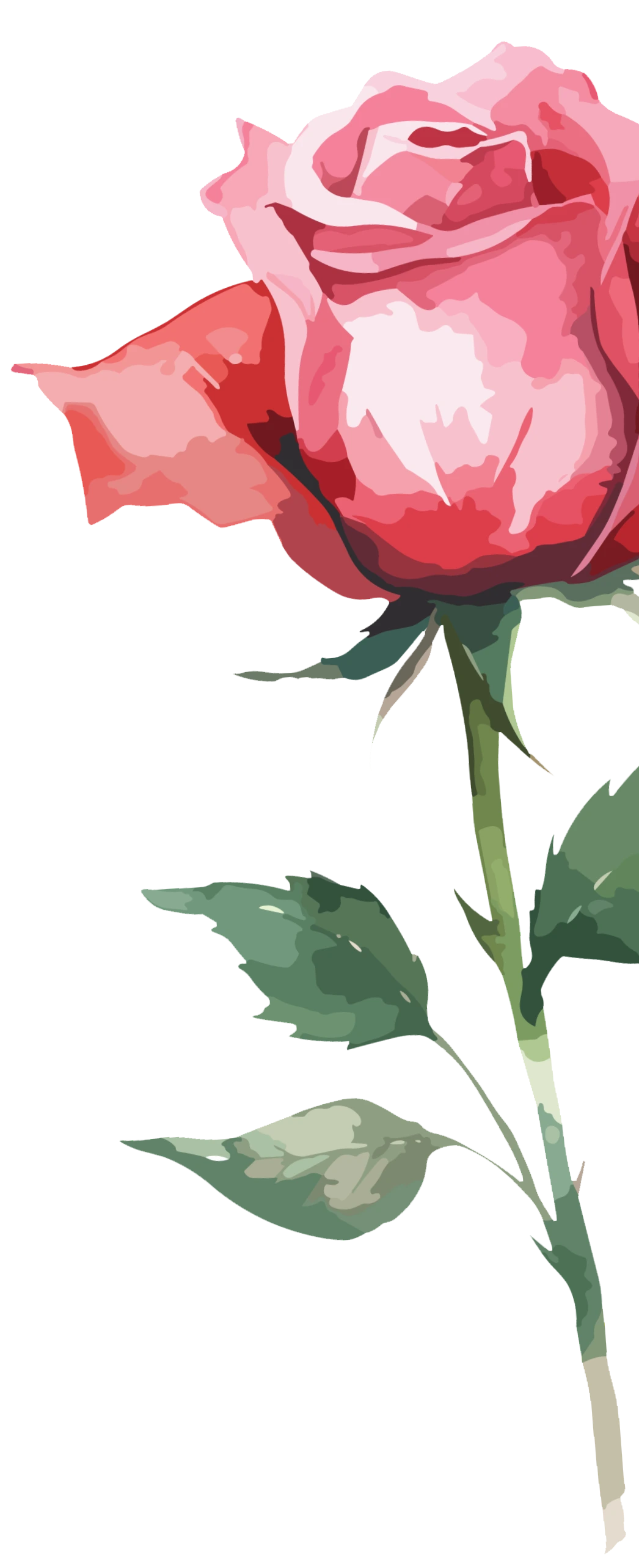 Hibiscus Image